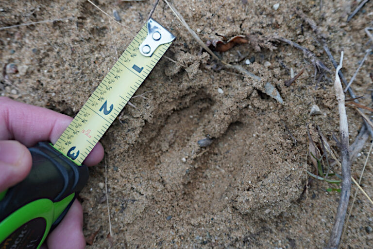 Deer Tracks, Identification and What Hunters Can Learn From Them ...