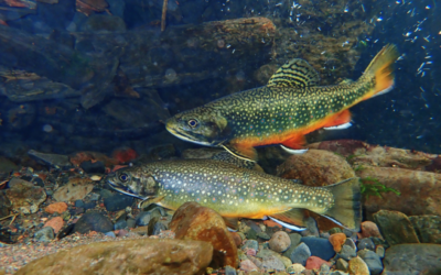 Discovering the Secrets of Trout DNA in the Adirondacks