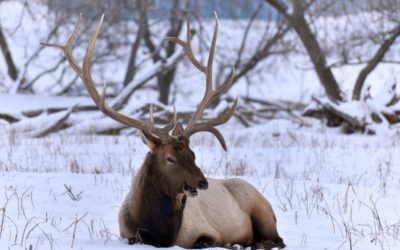 How to Go On an Elk Hunt in Michigan