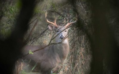 Hunting Pressured Deer: Tips From a Seasoned Pro