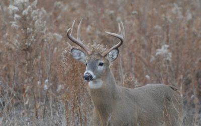 Identifying a 120-Class Whitetail Deer is Easier Than You Think