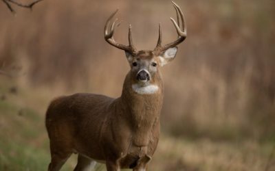 It’s In the Teeth: How to Tell the Age of a Deer