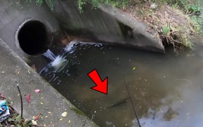 Storm Drain Produces a Most Unexpected Catch For an Angler