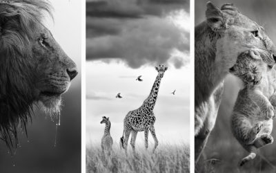 The Greatest Maasai Mara Photographer of the Year Has Been Announced