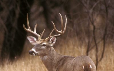 When Deer Season Ends in Texas, Key Dates to Circle on Your Calendar