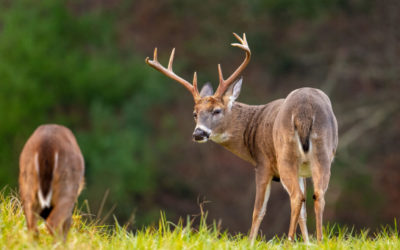 When Georgia’s Deer Season Ends, Key Dates To Remember