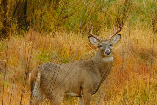 When Missouri’s Deer Season Ends, The Key Dates to Know - Outdoor ...