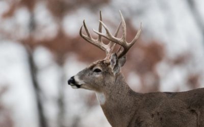 When Missouri’s Deer Season Ends, The Key Dates to Know