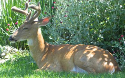 Where Do Deer Sleep? Analyzing Whitetail Snoozing Behavior