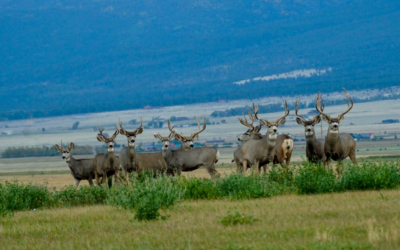 Why I Think We’re Overhunting Mule Deer