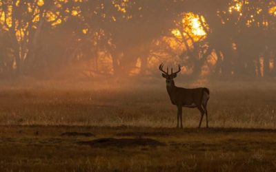 4 Things to Change Before Deer Season Ends