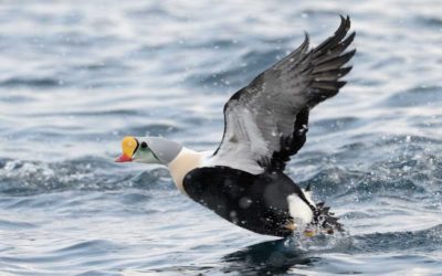 6 Rare Duck Species Every Hunter is Dying to Bag