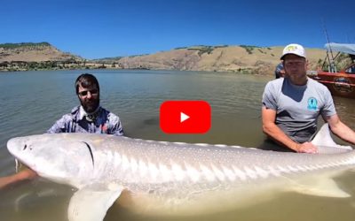 9-Foot, 500-Plus-Pound Sturgeon Gives Anglers the Battle of Their Life