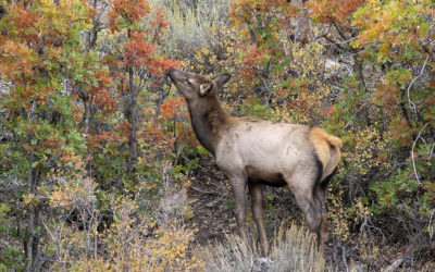 Behind The Shot: Young Elk