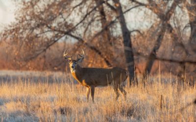 Bowhunter Captures Pass-Through Shot With Reverse-Angle Camera