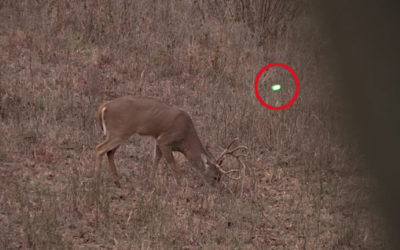 Bowhunter Smokes 4 Does and a 10-Point Buck During a 20-Minute Hunt