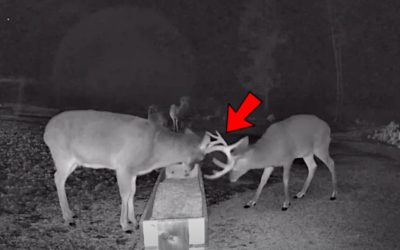 Buck Drops An Antler While Sparring at Feeder