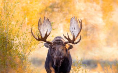 Fall Wildlife Assignment Winner Julia Cook