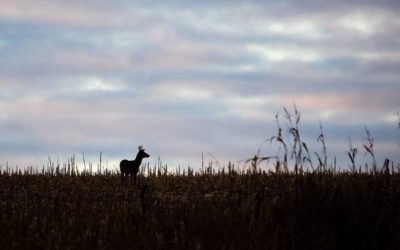 First-Time Deer Hunter With Brain Cancer Takes Down 8-Point Buck