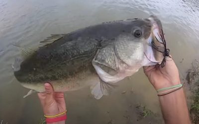 Fisherman Jigs Up Giant Bass in Highly Pressured Public Pond