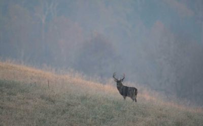 Hunting Bucks After the New Year