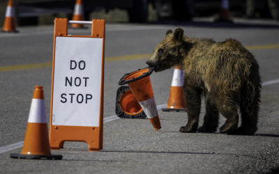 Last Frame: Traffic Control Cub