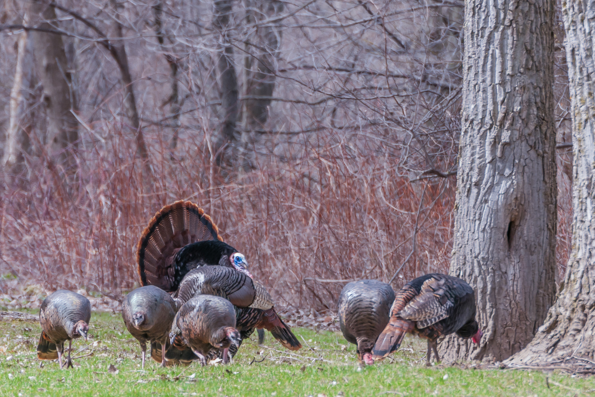 Successful Conservation Efforts Restored Minnesota Wild Turkey ...