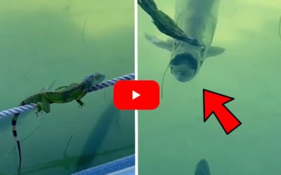 Tarpons Go Berserk On Iguana That Stupidly Jumped Into the Water