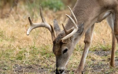 The Surprising Components That Make Up Antlers