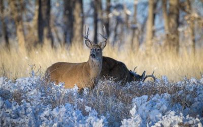 Tips for Deer Hunting in Heavy Snow