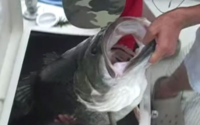 World Record: Heaviest Largemouth Bass Ever Landed Captured on Video