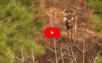 Georgia Hunter Downs Nice Buck and Sow Feral Hog in Same Hunt