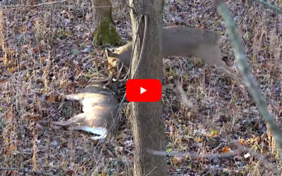 Hunter Downs Big Buck, Then a Bigger One Appears To Attack His Fallen Rival