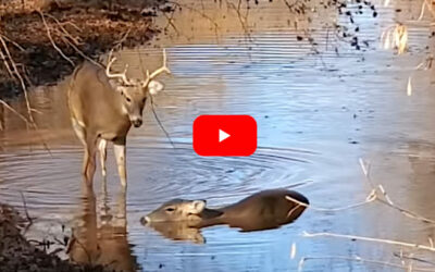 Hunter Steps in to Stop Buck From Harassing Exhausted Doe to Death