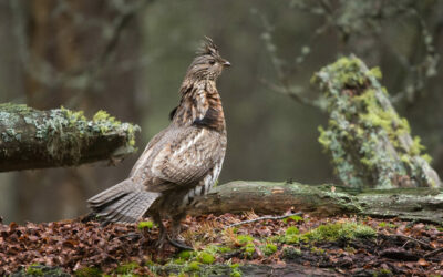 5 Best Ruffed Grouse Hunting States