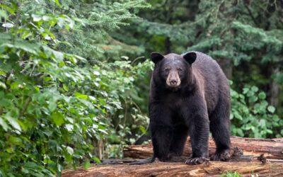 5 Best States For Chasing Spring Black Bear