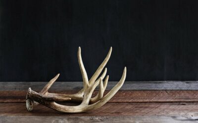 5 Tips to Find More Sheds this Year