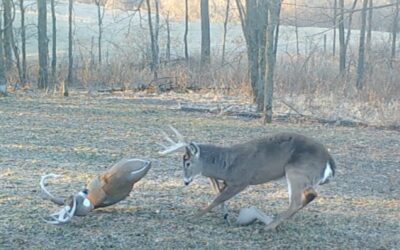 Big Buck Falls for Decoy Three Times, Reacts Differently Each Time