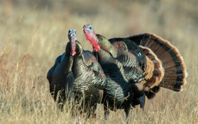 Everything You Need to Do Before Spring Gobbler Season Begins