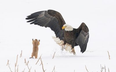 Last Frame: Ninja Prairie Dog