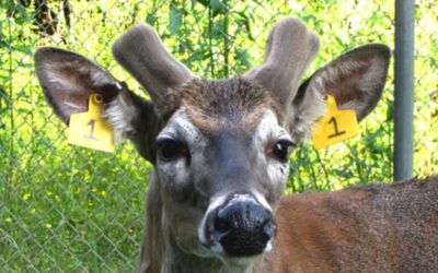 Michigan State University Documents Antler Growth of Two Bucks From Start to Finish