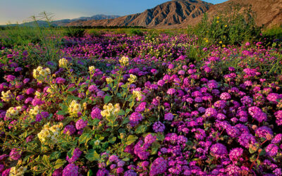 The Best Places To Photograph Spring Wildflowers