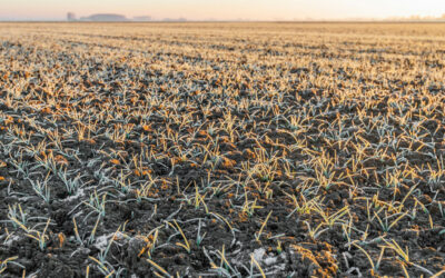 Tips for Making the Most of Frost Seeding Food Plots