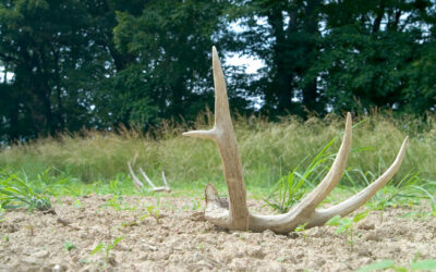 Why Shed Hunting is Crucial to Your Fall Deer Hunting Success