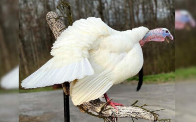 9-Year-Old’s First Gobbler Is a Rare Albino Turkey