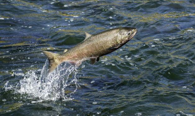 California Has Temporarily Banned Salmon Fishing — Here’s Where to Go Instead