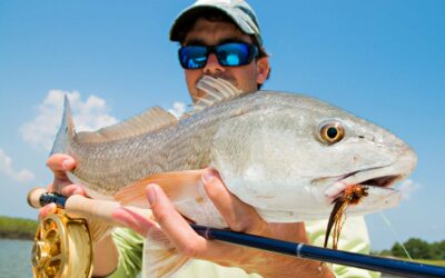 Redfish Across Florida Test Positive for Human Pharmaceuticals, New Study Reports